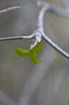 Spanish moss